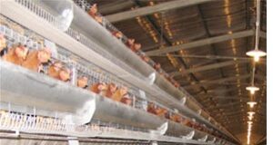 AUTOMATED POULTRY HOUSING