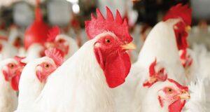 Use of Protected Benzoic Acid in Sustainable Poultry Production