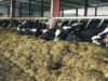Management of Dairy Animals in Winter Season