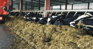 Management of Dairy Animals in Winter Season