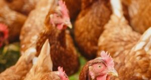 Antimicrobial Carcass Treatments