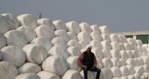 Commercial Processing of Fodders Next Game Changer in Dairying