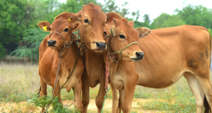Optimizing Fertility in Bovines