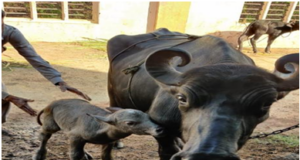 India’s First Banni Buffalo IVF Calf Born