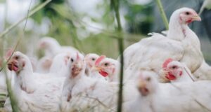Importance of Bio-Security In Poultry Production