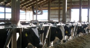 Sanitation and Disinfection in Control of Diseases on Farm