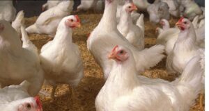 Reducing the crude protein content in the broiler diet and its impingement