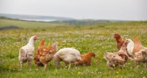 Organic Poultry Production