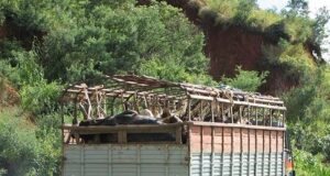 Rules For Transportation Of Livestock in India