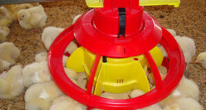 Large scale adoption of automation in the poultry sector is the need of the hour for sustaining growth in demand in coming decades