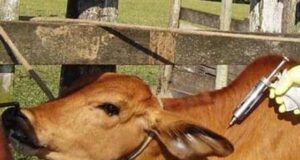 Significance of Vaccination in Livestock- An One Health Perspective