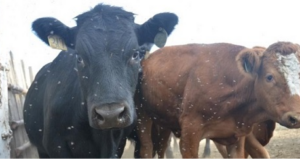 Extermination of Parasitic Insects on Milch Animals