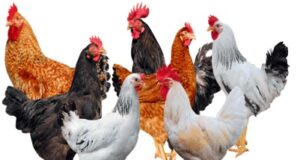 Broiler Poultry Medicine Schedule Chart