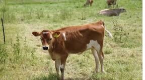 Prospects of Exogenous Fibrolytic Enzymes in Dairy Nutrition