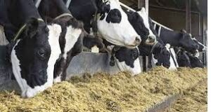 Concerned feeding and milking behavioral aspects in dairy cattle and its implications