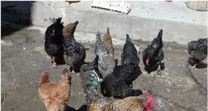 Better Livelihood through Backyard Poultry Farming