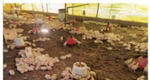 Winter management in poultry farming