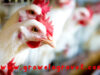 Layer Poultry Medicine Schedule Chart