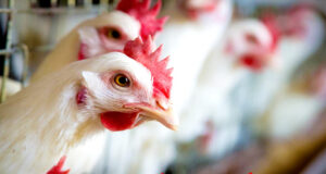 Layer Poultry Medicine Schedule Chart