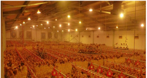 Poultry disease prevention and management