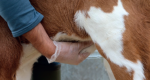 Intra Repiderma: The new green standard for navel care of newborn calves