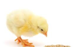 Role of Nutrition in Prevention of Poultry Diseases
