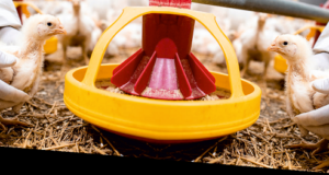 Overcoming the Common Challenges in the Pre-pullet Stage