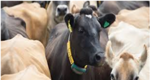 Methods of Heat Detection in Bovines