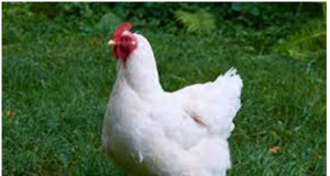 The effects of intestinal microbiota and metabolites on broiler chicken health and performance