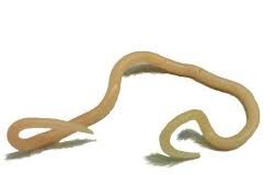 Round Worms in Poultry