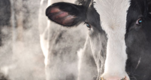 Management of Dairy Cattle in Winter Season