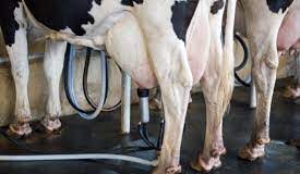 Factors affecting quality and quantity of milk