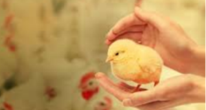 The effects of phytogenic feed additives (Naturogen-510) on performance