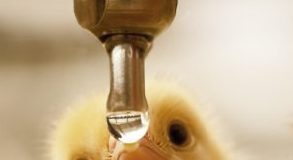 Maintaining water quality vital for flock performance