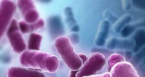 Understanding the Role of Bacillus Bacteria in Poultry Nutrition