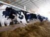 Role of Calcium Propionate in Dairy animals