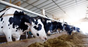 Role of Calcium Propionate in Dairy animals