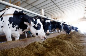 Role of Calcium Propionate in Dairy animals