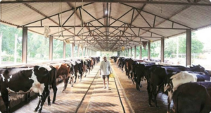 Meghalaya’s new initiative to upscale the Dairy sector