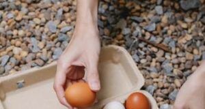 IEC launches Vision 365 – 10 years Roadmap to increase Egg Production & Consumption