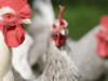 Nutritional management strategy for economic Poultry Farming in India
