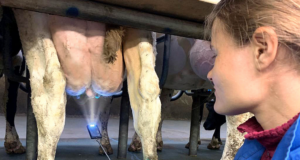 Prevention & care of the udder cleft in dairy cows with Intra Repiderma