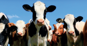 BENEFICIAL EFFECTS OF BUTYRATE FOR CALVES