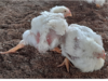 LAMENESS IN POULTRY