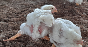 LAMENESS IN POULTRY