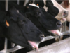 Management of heat stress in Indian Dairy cattle and buffalo