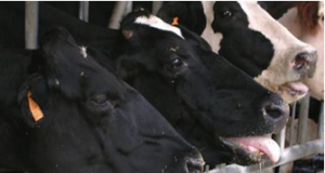 Management of heat stress in Indian Dairy cattle and buffalo