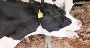 Heat Stress- A menace to the Dairy industry