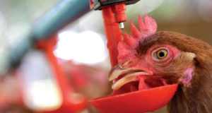 Proven Effectivity: Intra Hydrocare eliminates Avian Influenza in drinking water