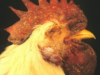Avian Influenza – A Major Economic threat to Indian Poultry Industry